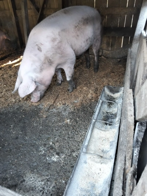 Purcea de vânzare!!