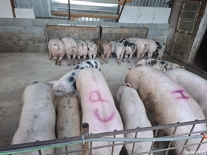 Porci pentru sacrificat 15 lei kg