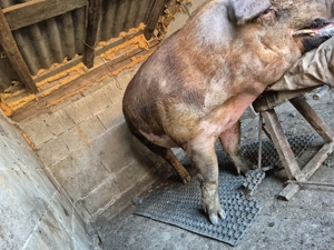 Material seminal vier monte artificiale