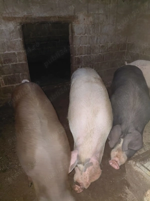 Vand porci 100-200kg