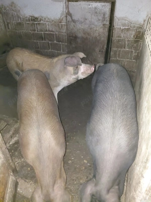 Vand porci 100-200kg - imagine 2