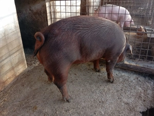 Vând porci crescuți natural - imagine 3