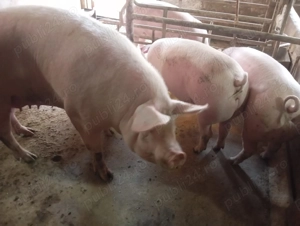 Vând porci crescuți natural