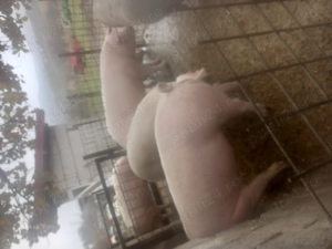 Vând porci la 100-150 kg  - imagine 2