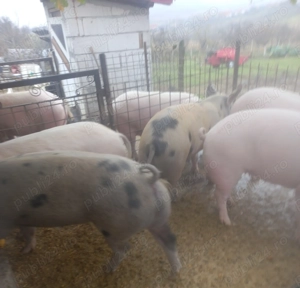 Vând porci la 100-150 kg 