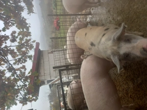 Vand porci crescuți natural  - imagine 2