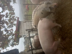 Vând porci la 100-150 kg  - imagine 3