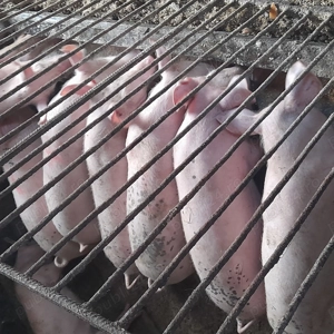 Grăsuni de vânzare 