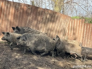 Porci mangalita cu mistret 