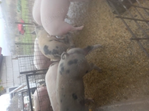 Vand porci crescuți natural  - imagine 3