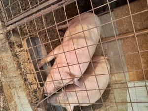 vand porci  - imagine 2