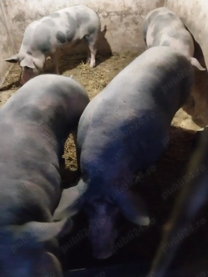 Porci de vânzare  - imagine 2