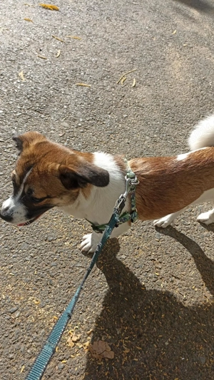 Donez catel - imagine 3