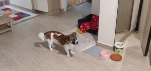 Donez catel - imagine 2