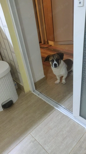 Donez catel - imagine 4