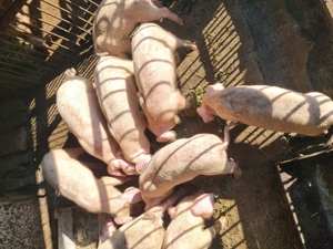 Purcei marele alb 35-40kg 4luni