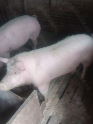 Vând porc de carne aprox 140 kg 