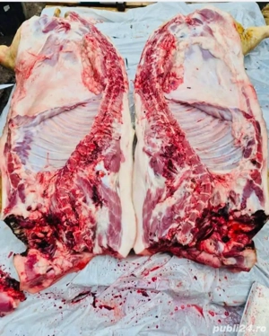 Carcasa porc mangalita 