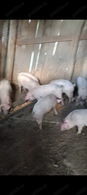 Purcei de vanzare - imagine 2