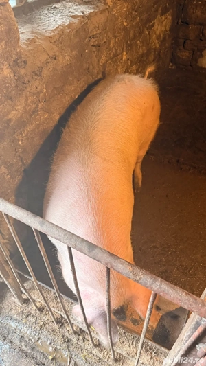 Porci de vanzare  - imagine 4