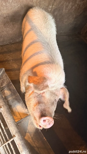 Porci de vanzare  - imagine 2