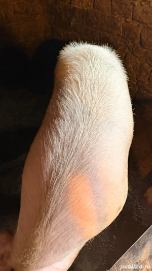 Porci de vanzare  - imagine 3