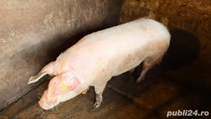 Porci de vanzare 