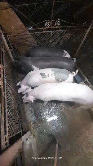 De vânzare porci pentru sacrificat