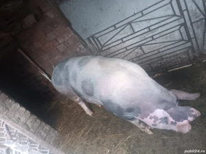 Porc Rasă 180kg + 
