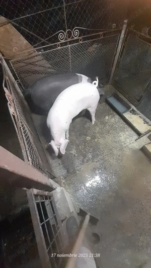 De vânzare porci pentru sacrificat - imagine 2