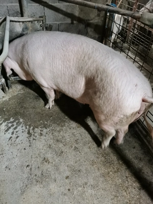 Vând porc în Iojib 