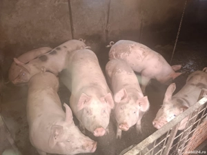 Purceii 80 90 100 120 kg  - imagine 2