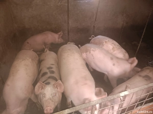 Purceii 80 90 100 120 kg  - imagine 3