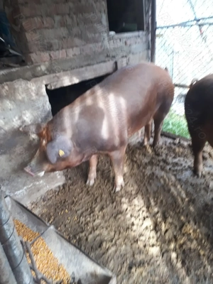 Vind porci de carne duroc