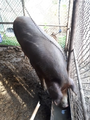 Vind porci de carne duroc - imagine 2