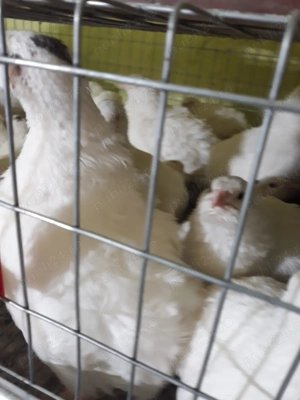 Vând prepelițe de carne și ouă  - imagine 2