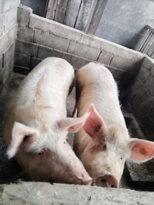 Porci de vânzare 