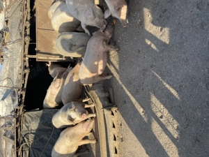 Porci rasa de carne - imagine 2