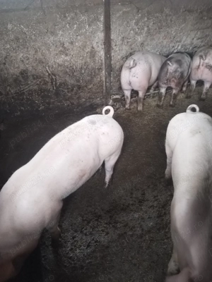 Porci de vanzare rasa de carne  - imagine 4