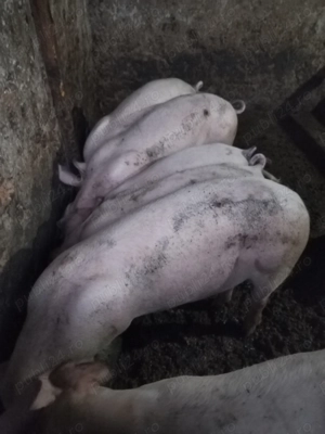 Porci de vanzare rasa de carne  - imagine 3