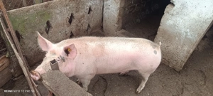 Caută casa noua . Porci  - imagine 2
