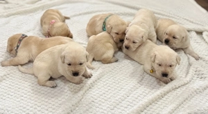 Pui Labrador Retriever