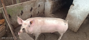 Caută casa noua . Porci  - imagine 3