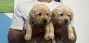 Pui Labrador Retriever - imagine 2