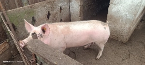 Caută casa noua . Porci 