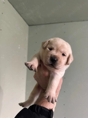Pui Labrador Retriever - imagine 3