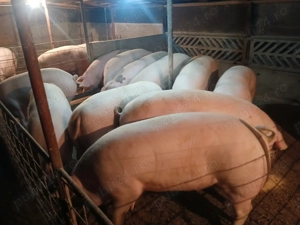 Cei interesați pentru sacrificat sau rezervări 160 190 kg menționez ca sunt porci de casă nu de ferm