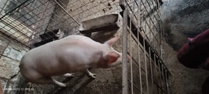 Caută casa noua . Porci  - imagine 5