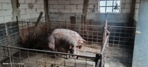 Caută casa noua . Porci  - imagine 4