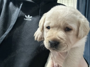 Pui Labrador Retriever - imagine 4